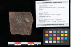 Foto (Objekt + Etikett) von Sphaerococcites parschlugianus Ettingshausen (NHMW-GEO-2024-0188-0096)